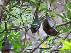 Pteropus hypomelanus