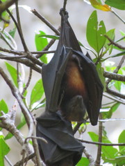 Pteropus hypomelanus