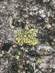 Candelaria concolor