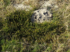 Thesium frisea