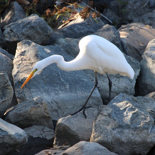 iNaturalist observation photo of Great Egret
