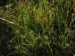 Thesium frisea