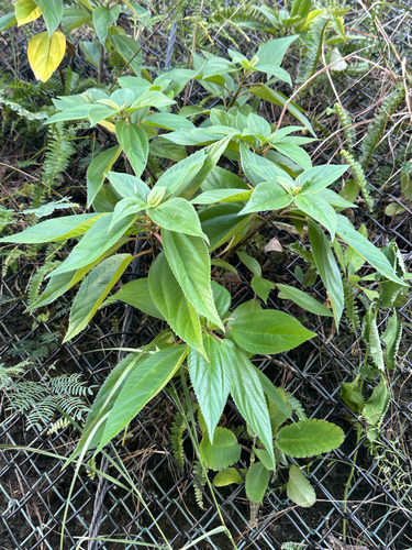 Boehmeria boninensis iNat (2)
