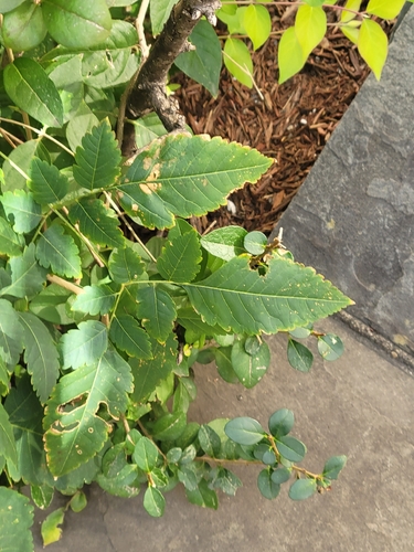 Koelreuteria bipinnata