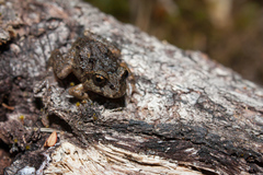 Eupsophus emiliopugini