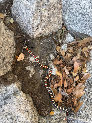 iNaturalist observation photo of California Mountain Kingsnake