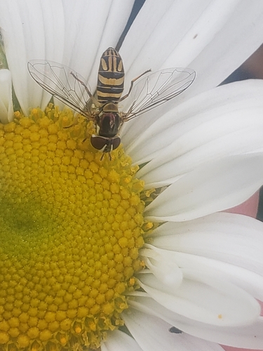 Unknown species found near Delaware Ave @ Academy St, Newark, DE 19716, USA