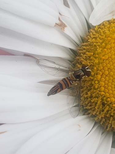 Unknown species found near Delaware Ave @ Academy St, Newark, DE 19716, USA