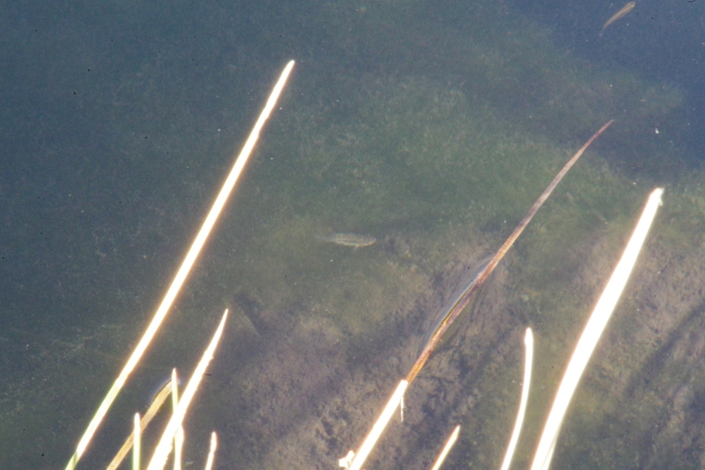 Leon Springs Pupfish