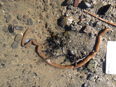 Alcyonidium pachydermatum