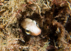 Aspidontus dussumieri