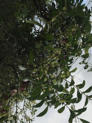 Forestiera segregata