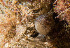 Vincentia novaehollandiae