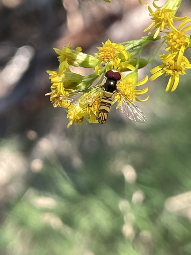 Unknown species found near Pine Island, Green Pond, SC, US