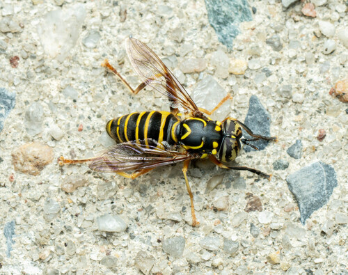 Unknown species found near New York, US