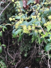 Forestiera segregata
