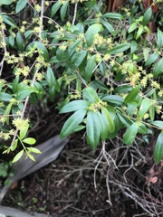 Forestiera segregata