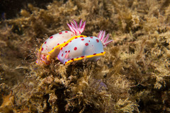 Hypselodoris bennetti