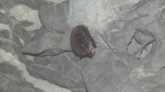 Myotis dasycneme