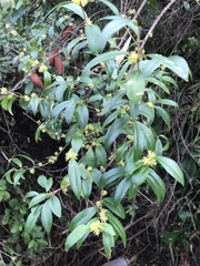 Forestiera segregata