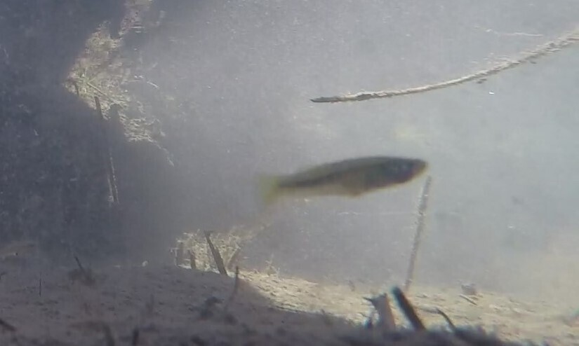 Pecos gambusia (Gambusia nobilis) — Poeciliidae