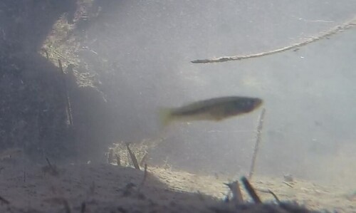 Pecos gambusia (Gambusia nobilis) — Poeciliidae