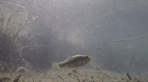 Leon Springs pupfish (Cyprinodon bovinus) — Cyprinodontidae