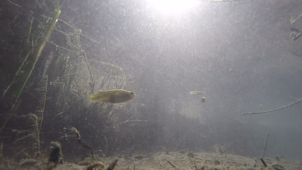 Pecos Gambusia