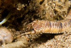 Filicampus tigris