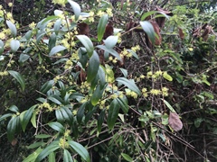 Forestiera segregata