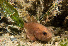 Vincentia novaehollandiae
