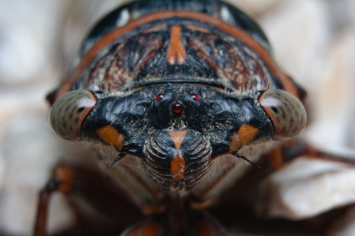 Common Cicada, photo 8 of 8