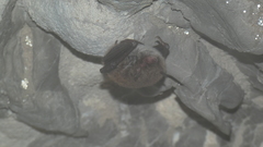 Myotis dasycneme
