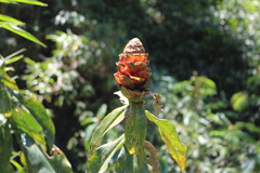 Costus spiralis