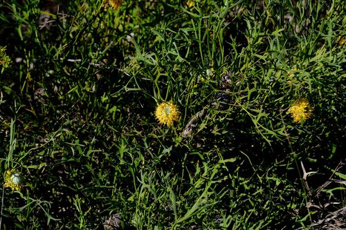 Isopogon petiolaris, photograph 3