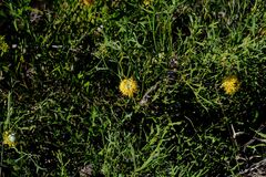 (c) Peter Crowcroft, some rights reserved (CC BY) Isopogon petiolaris, photograph (c) Peter Crowcroft, some rights reserved (CC BY)
