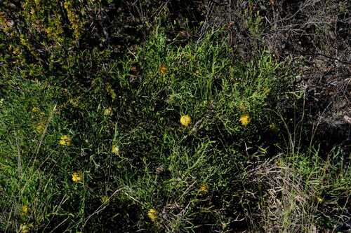 Isopogon petiolaris, photograph 4