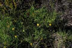 (c) Peter Crowcroft, some rights reserved (CC BY) Isopogon petiolaris, photograph (c) Peter Crowcroft, some rights reserved (CC BY)