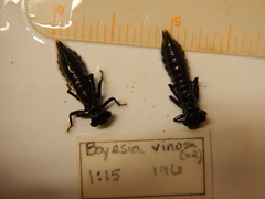 Boyeria vinosa