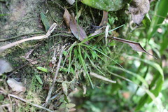 Tillandsia tenuifolia