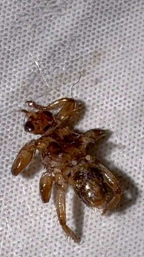 Unknown species found near Newton