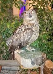Bubo
