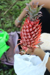 Ananas comosus bracteatus