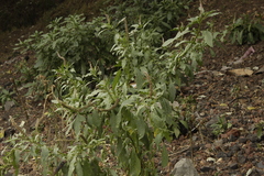 Phytolacca icosandra