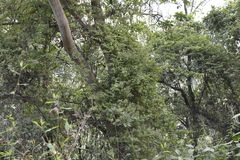 Archibaccharis hirtella