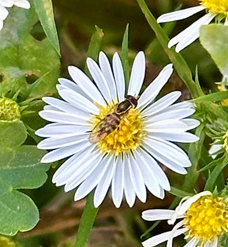 Unknown species found near New York County, US-NY, US