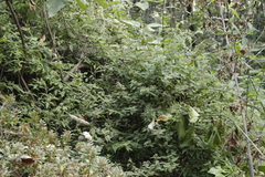 Archibaccharis hirtella