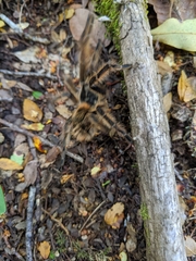 Phrixotrichus vulpinus