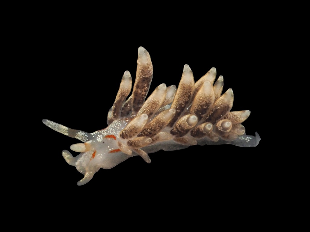 Tenellia foliata