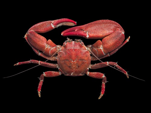 Long-clawed Porcelain Crab, photo 2 of 8